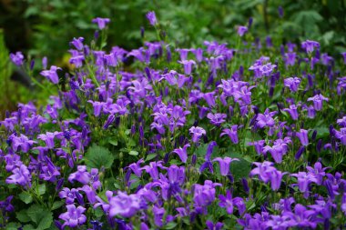 Campanula, mayıs ayında bahçede bir işaretti. Campanula portenschlagiana, Campanulaceae familyasından bir çan çiçeğidir. Berlin, Almanya 