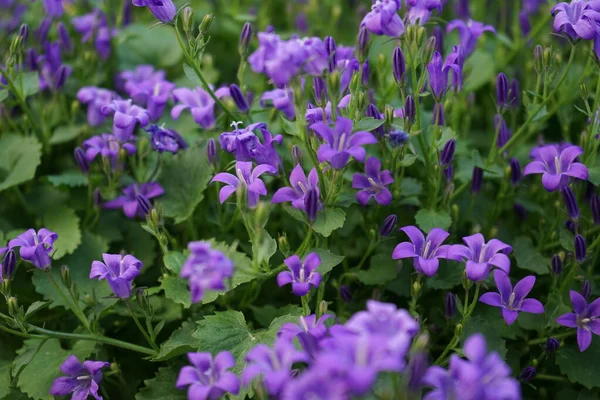 Campanula Portenschlagiana Nel Mese Maggio Nel Giardino Campanula Portenschlagiana Campanula — Foto Stock