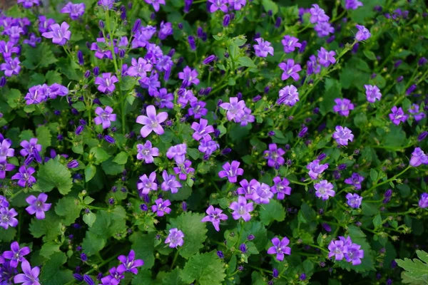 Campanula Portenschlagiana Bulan Mei Taman Campanula Portenschlagiana Wall Bellflower Adalah — Stok Foto