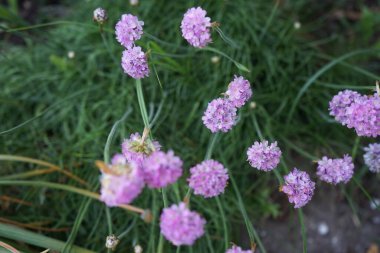 Bahçede Armeria maritima var. Armeria maritima, Plumbaginaceae familyasından bir bitki türüdür. Berlin, Almanya 