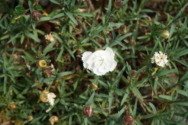 Bahçede narin dianthus çiçekleri var. Dianthus, Caryophyllaceae familyasından bir bitki cinsidir. Berlin, Almanya 