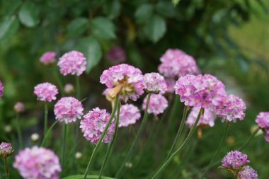 Armeria maritima in the garden. Armeria maritima, the thrift, sea thrift or sea pink, is a species of flowering plant in the family Plumbaginaceae. Berlin, Germany  clipart
