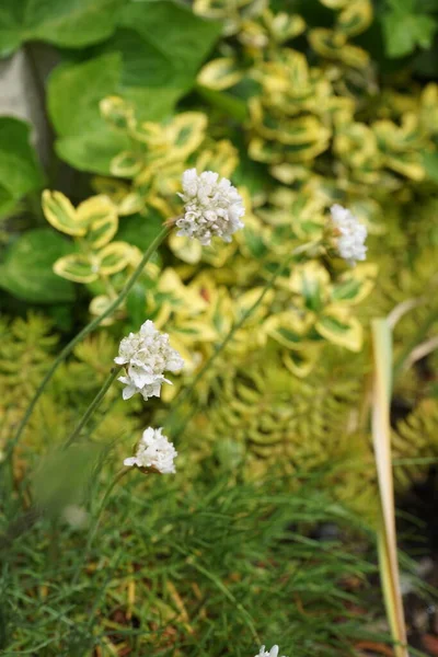 Armeria Maritima Alba Ogrodzie Armeria Maritima Gatunek Rośliny Rodziny Plumbaginaceae — Zdjęcie stockowe