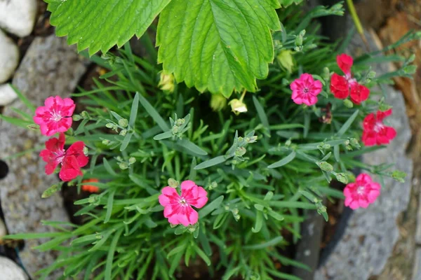 Kitűnő Dianthus Virágok Kertben Dianthus Virágzó Növények Nemzetsége Caryophyllaceae Családban — Stock Fotó