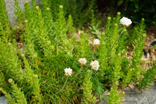 Armeria Maritima Alba Dans Jardin Armeria Maritima Est Une Espèce — Photo