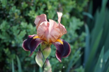 Iris Germanica Haziran ayı başlarında bahçede kahverengi renklerle çiçek açıyor. Iris Germanica, İridaceae familyasından 