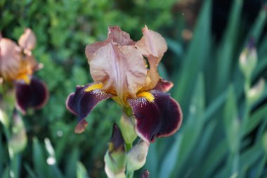 Iris Germanica Haziran ayı başlarında bahçede kahverengi renklerle çiçek açıyor. Iris Germanica, İridaceae familyasından 