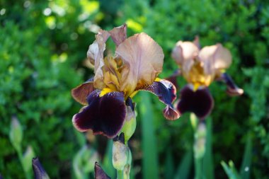 Iris Germanica Haziran ayı başlarında bahçede kahverengi renklerle çiçek açıyor. Iris Germanica, İridaceae familyasından 