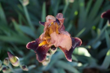 Iris Germanica Haziran ayı başlarında bahçede kahverengi renklerle çiçek açıyor. Iris Germanica, İridaceae familyasından 