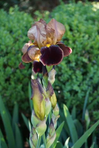 Iris germanica blooms in brown colors in the garden in early June. Iris germanica is the accepted name for a species of flowering plants in the family Iridaceae commonly known as the bearded iris or the German bearded iris. Berlin, Germany