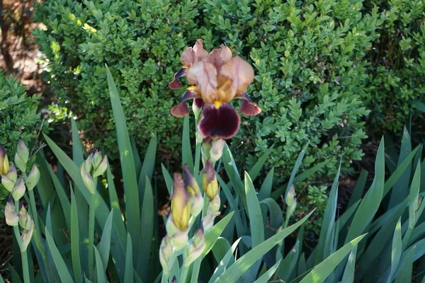 Iris Germanica Haziran Ayı Başlarında Bahçede Kahverengi Renklerle Çiçek Açıyor — Stok fotoğraf