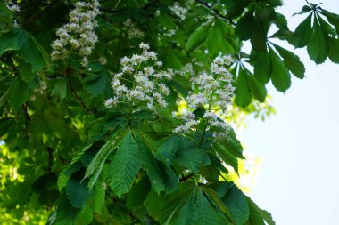 Aesculus hipocastanum, Sapindaceae familyasından bir bitki türü. Berlin, Almanya