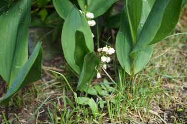 Vadi zambakları, Convallaria Majalis, mayıs ayında bahçede. Berlin, Almanya