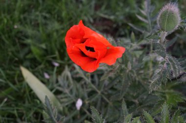 Haziran ayı başında, turuncu Papaver orientale konan böcek. Papaver orientale, doğulu gelincik, uzun ömürlü bir çiçek bitkisidir. Berlin, Almanya  