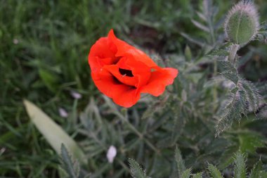 Kırmızı Papaver oryantasındaki böcek mayıs sonunda. Papaver orientale, doğulu gelincik, uzun ömürlü bir çiçek bitkisidir. Berlin, Almanya  