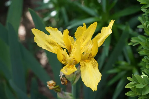 Iris Pseudacorus Una Especie Planta Fanerógama Perteneciente Familia Iridaceae Planta — Foto de Stock
