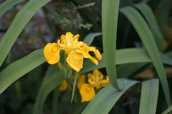 Iris pseudacorus, the yellow flag, yellow iris, or water flag, is a species of flowering plant in the family Iridaceae. Plant in the pond. Berlin, Germany