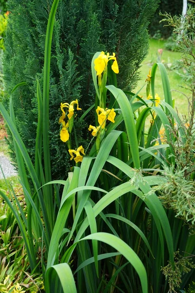 虹膜假花 Iris Pseudacorus 即黄旗 黄色虹膜或水旗 是虹膜科的一种开花植物 在池塘里种树德国柏林 — 图库照片