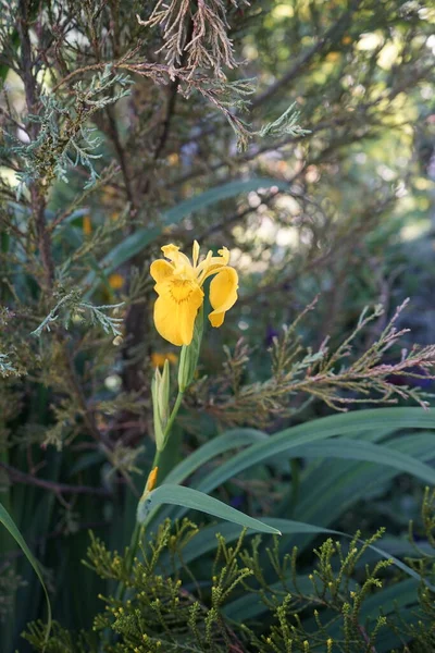 Iris Pseudacorus Uma Espécie Angiospérmica Família Iridaceae Planta Lagoa Berlim — Fotografia de Stock