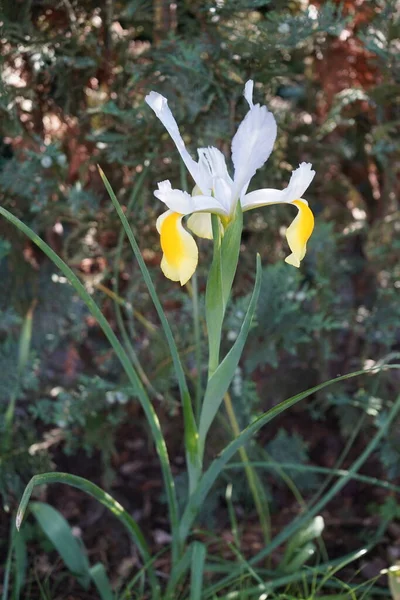 Iris Hollandica Hollandica Mooie Heldere Kleuren Wit Geel Kleurrijke Bloemen — Stockfoto