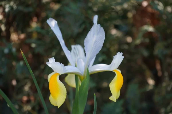 Iris Hollandica Hollandica Cores Bonitas Brilhantes Branco Amarelo Flores Coloridas — Fotografia de Stock