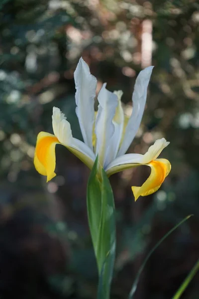 Iris Hollandica Hollandica 美丽而明亮的白色和黄色 五彩缤纷的花朵又窄又长 到了尽头就变细了 Iris Hollandica 荷兰语 Iris — 图库照片