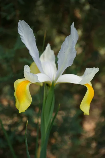 Iris Hollandica Hollandica Cores Bonitas Brilhantes Branco Amarelo Flores Coloridas — Fotografia de Stock