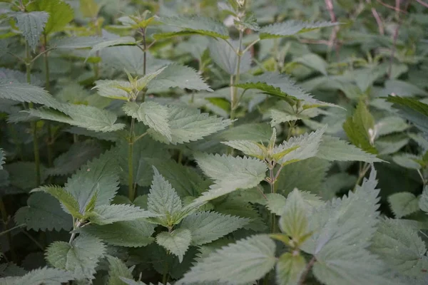 Nettle Thickets Forest End May Urtica Genus Flowering Plants Family — Stock Photo, Image