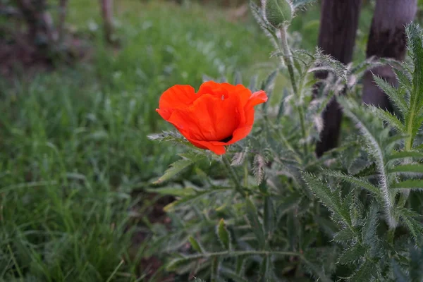 Insekt Orange Papaver Orientale Början Juni Papaver Orientale Den Orientaliska — Stockfoto