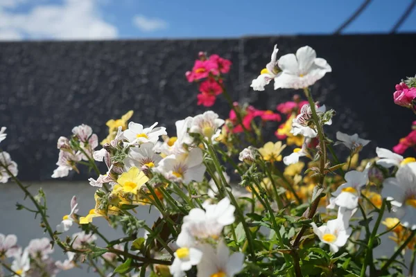 Linaria Maroccana Mai Einem Blumentopf Einem Abflussrohr Linaria Maroccana Ist — Stockfoto