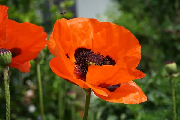 Insekt Auf Orangefarbenem Papaver Orientale Anfang Juni Papaver Orientale Der — Stockfoto