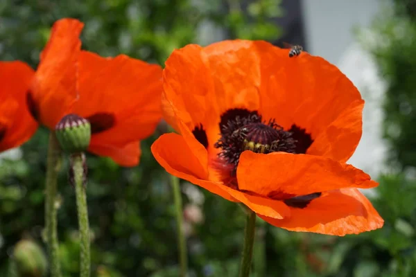 Inseto Laranja Papaver Orientale Início Junho Papaver Orientale Papoula Oriental — Fotografia de Stock