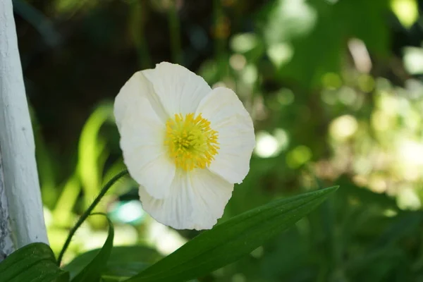 White Papaver Nudicaule Gartenzwerg Garden May Papaver Type Genus Poppy — Stock Photo, Image