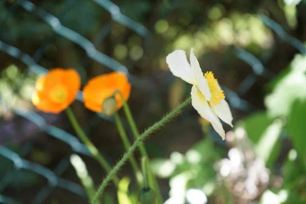 5月に庭のPapaver Nudicaule Gartenzwerg パパバー Papaver ケシ科の属の一種です ドイツ ベルリン — ストック写真