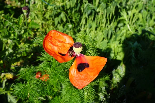 Insect Orange Papaver Orientale Early June Papaver Orientale Oriental Poppy Royalty Free Stock Photos