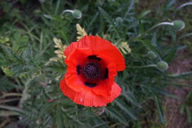 Kırmızı Papaver oryantasyonu Mayıs ayı sonunda. Papaver orientale, doğulu gelincik, uzun ömürlü bir çiçek bitkisidir. Berlin, Almanya  