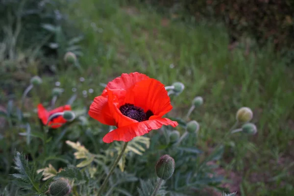 Red Papaver Orientale Final Maio Papaver Orientale Papoula Oriental Uma — Fotografia de Stock