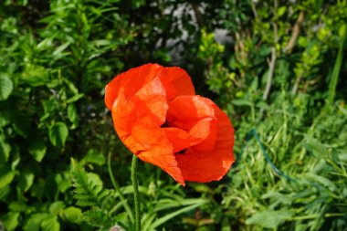 Haziran ayı başında bahçede turuncu papaver oryantürü. Papaver orientale, doğulu gelincik, uzun ömürlü bir çiçek bitkisidir. Berlin, Almanya   
