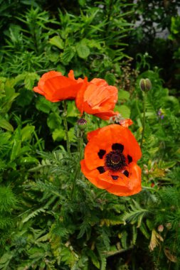 Haziran ayı başında bahçede turuncu papaver oryantürü. Papaver orientale, doğulu gelincik, uzun ömürlü bir çiçek bitkisidir. Berlin, Almanya   