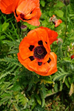 Haziran ayı başında bahçede turuncu papaver oryantürü. Papaver orientale, doğulu gelincik, uzun ömürlü bir çiçek bitkisidir. Berlin, Almanya   