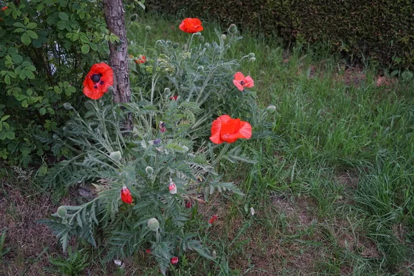 Red Papaver Orientale Final Maio Papaver Orientale Papoula Oriental Uma — Fotografia de Stock