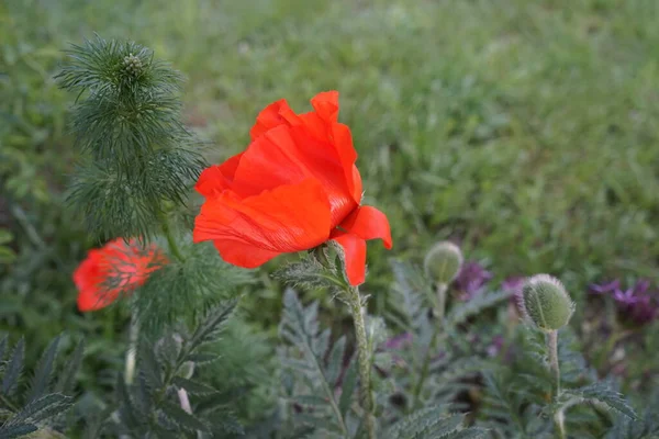 五月底的东方红纸巾 东方罂粟是一种多年生开花植物 德国柏林 — 图库照片