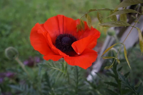 Red Papaver Orientale Slutet Maj Papaver Orientale Den Orientaliska Vallmo — Stockfoto