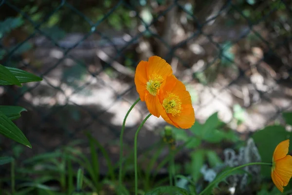 Orange Papaver Nudicaule Gartenzwerg Trädgården Maj Papaver Den Typ Släktet — Stockfoto