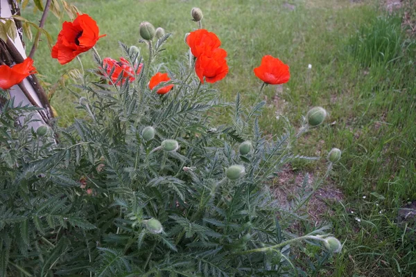 Roter Papaver Orientale Ende Mai Papaver Orientale Der Orientalische Mohn — Stockfoto