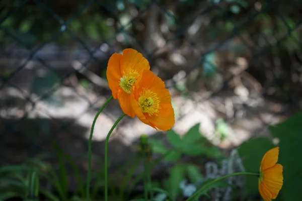 Orange Papaver Nudicaule Gartenzwerg Dans Jardin Mai Papaver Est Genre — Photo