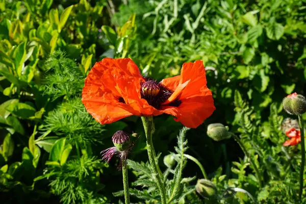 Orange Papaver Orientale Anfang Juni Garten Papaver Orientale Der Orientalische — Stockfoto