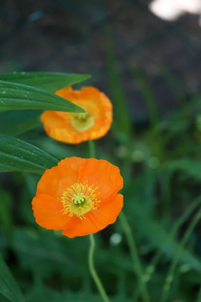 Orange Papaver Nudicaule Gartenzwerg Dans Jardin Mai Papaver Est Genre — Photo