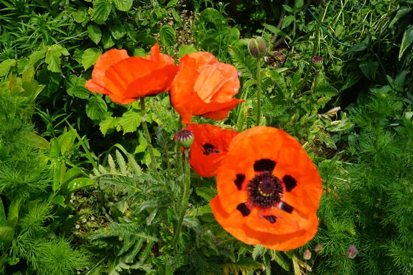 Orange Papaver Orientale Jardim Início Junho Papaver Orientale Papoula Oriental — Fotografia de Stock