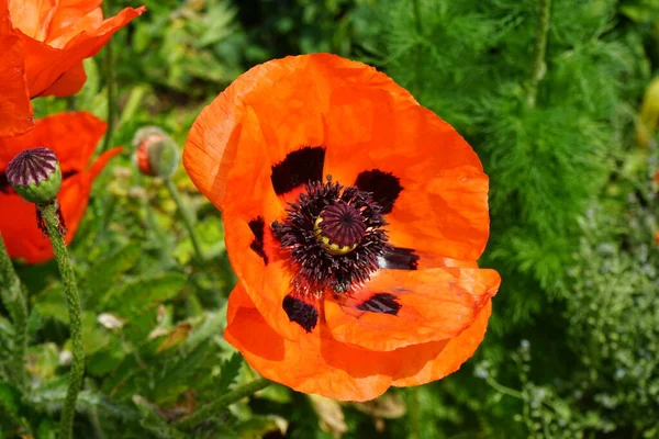 Orange Papaver Orientale Jardim Início Junho Papaver Orientale Papoula Oriental — Fotografia de Stock